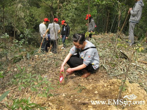 峨眉山 乐山大佛景区管委会团委开展我为美丽景区植棵树活动